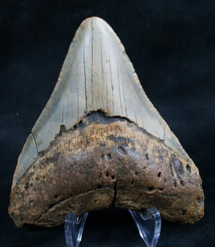 Megalodon Tooth From North Carolina #7945
